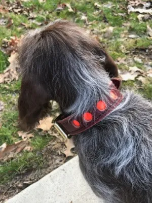 1" Reflective Collar