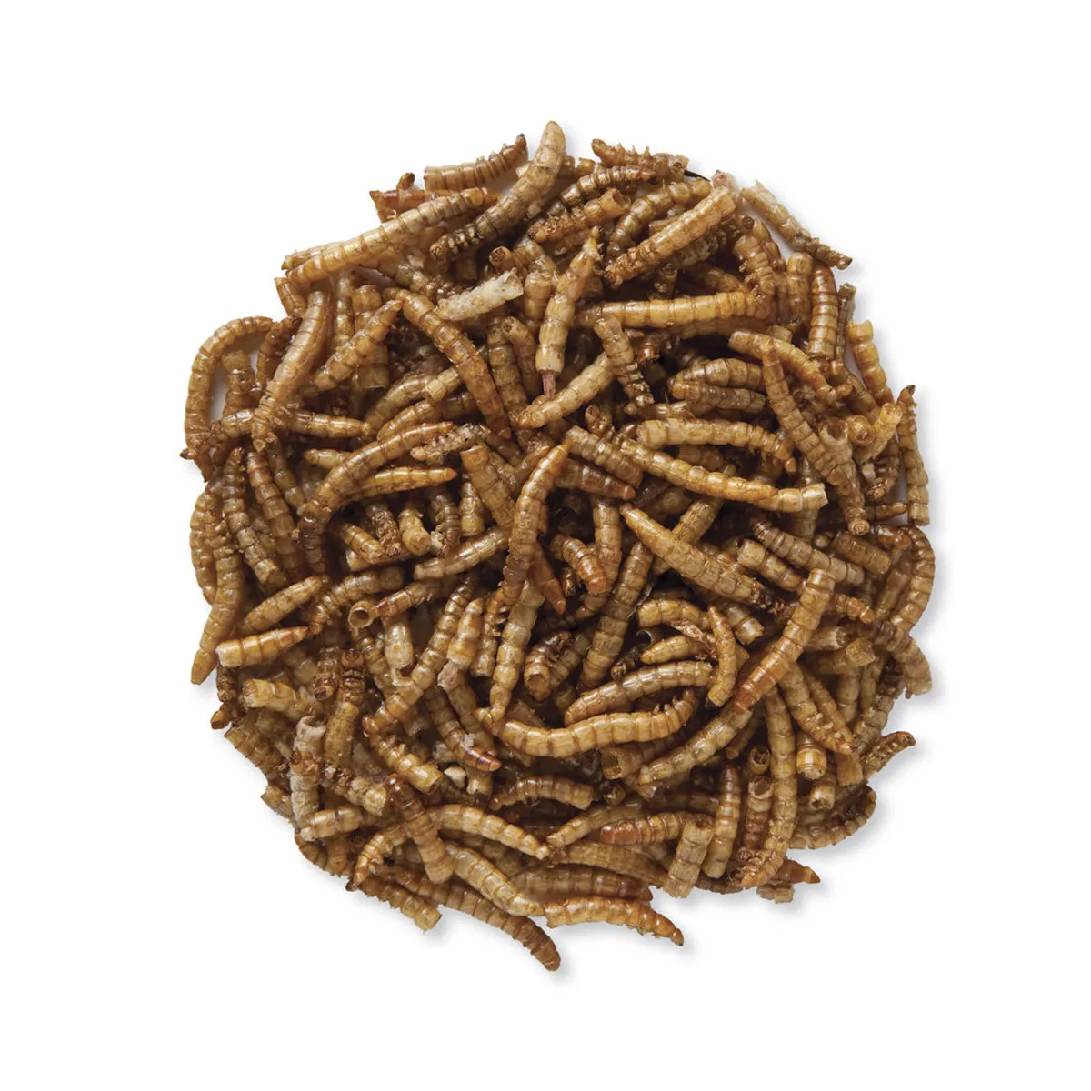 Duncraft Roasted Mealworms, 2800