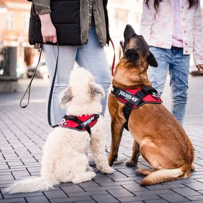 Julius K-9 IDC Power Harness Red