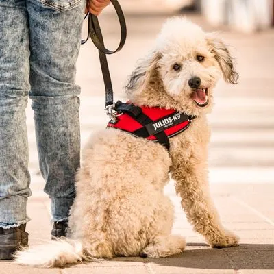 Julius K-9 IDC Power Harness Red