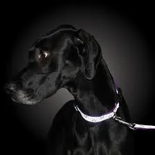 Lazer Brite 1" Dog Collar, 18"-26"