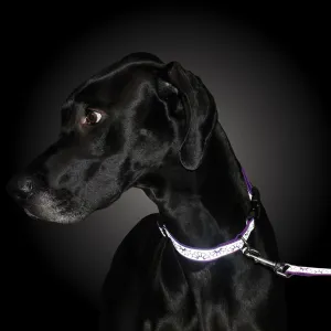 Lazer Brite Dog Collar, 12"-18" x 5/8"