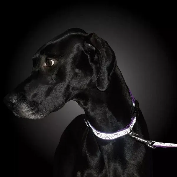 Lazer Brite Reflective Open-Design Adjustable Collar