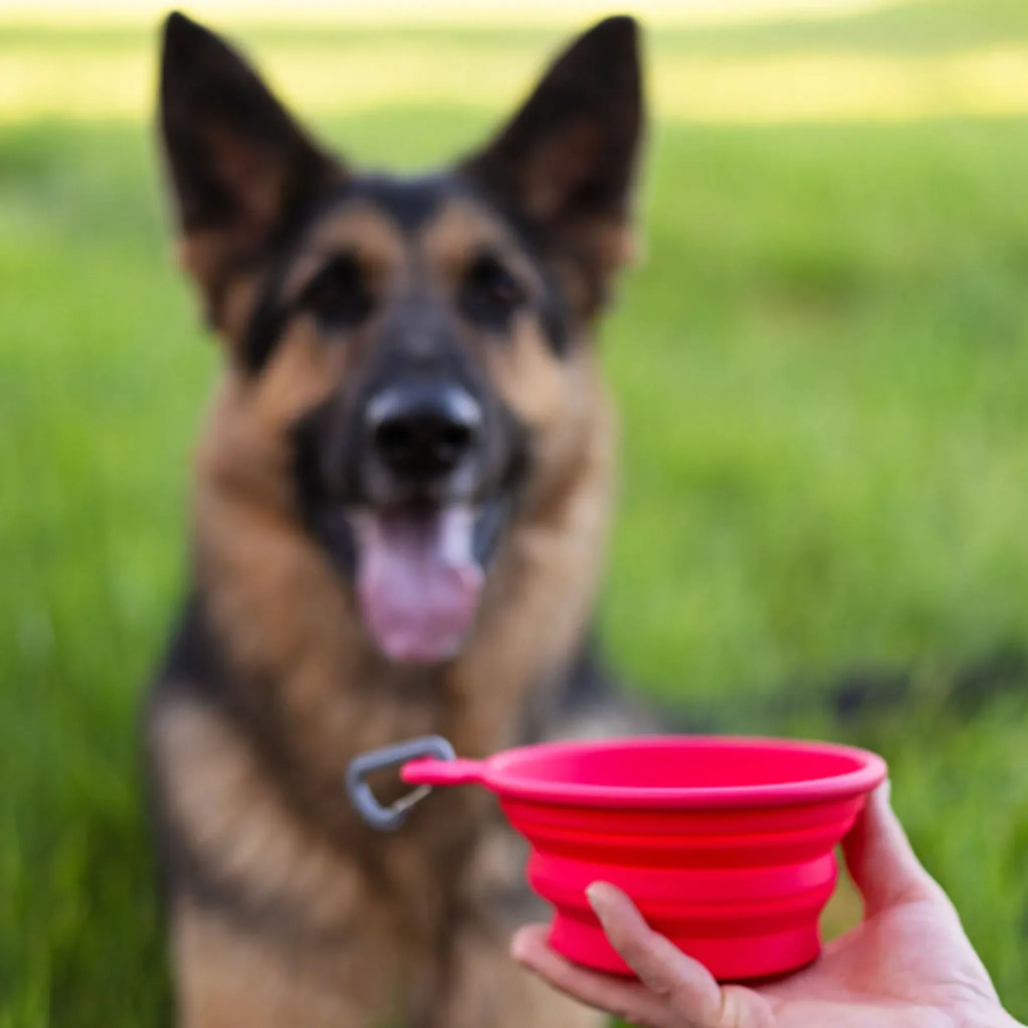 Messy Mutts Silicone Collapsible Bowl - Watermelon