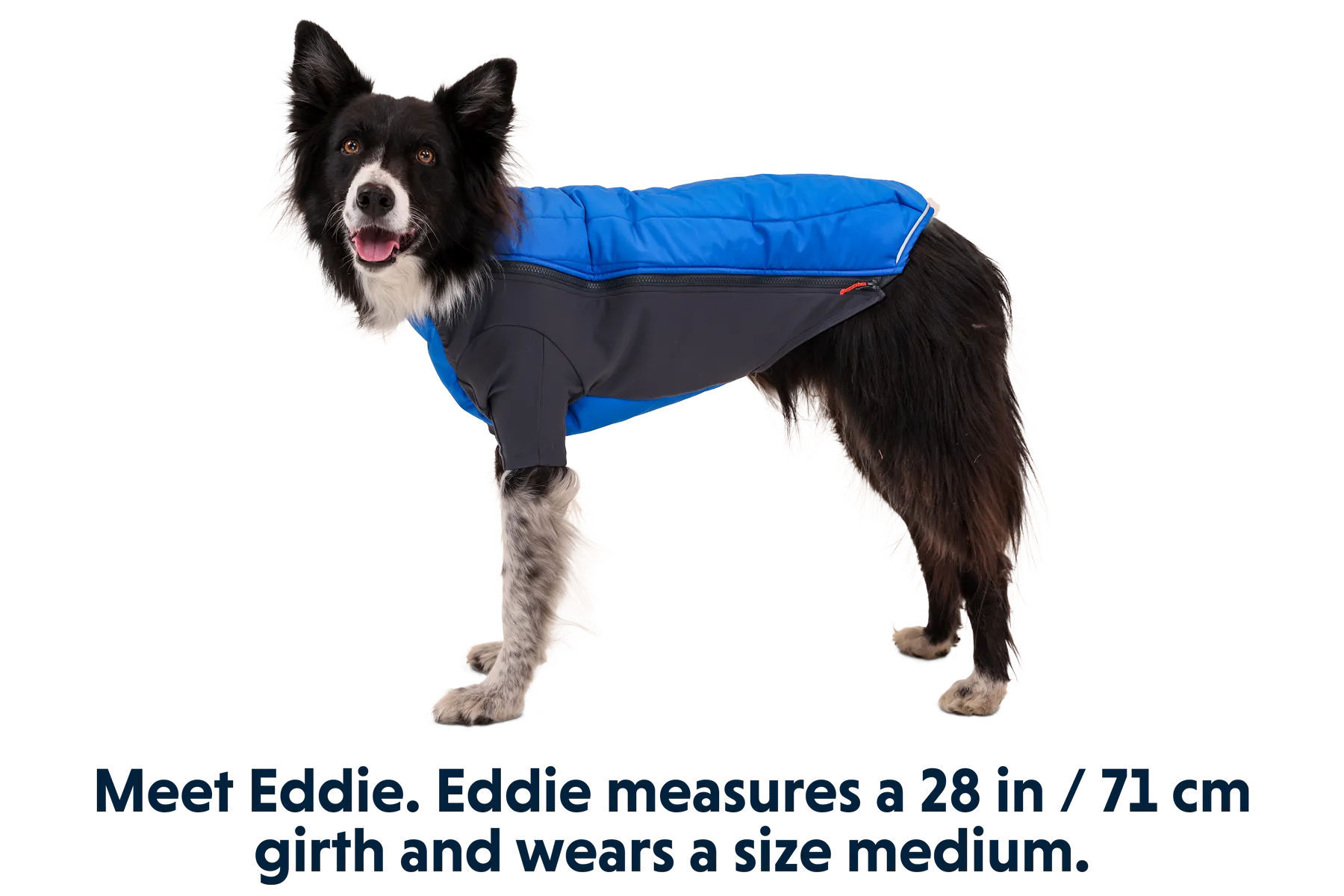 Powder Hound™ Dog Jacket with FREE Beacon Safety Light