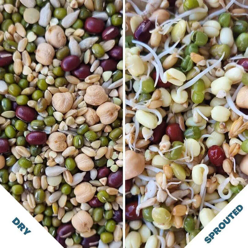 Raw for Birds Sprouting Blend 500g