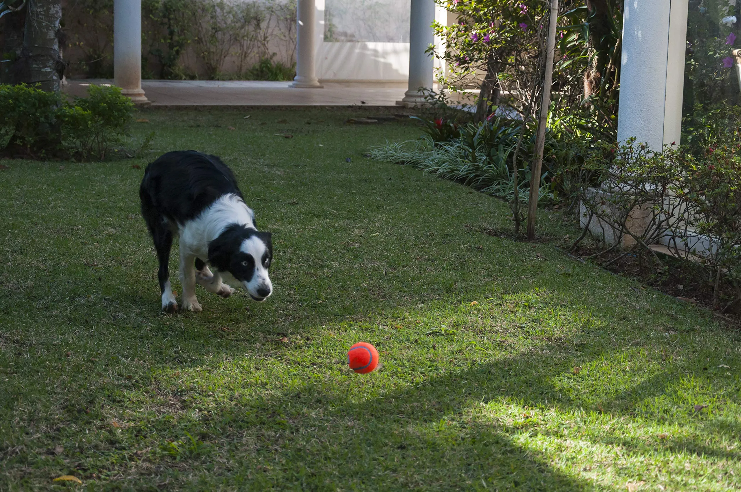 Tennis Ball Large (3 Inch) 2 Pk